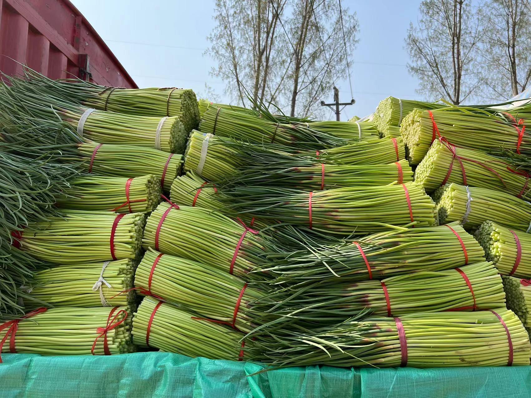 新蒜苔价格行情分析与市场趋势预测