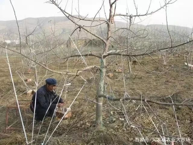 最新苹果修剪技术,最新苹果修剪技术及其应用